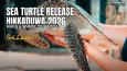 Sea Turtle Release Hikkaduwa 2026: When & Where to Watch