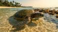 10 Best Day Tours from Hikkaduwa 2026: Complete Guide with Real Prices