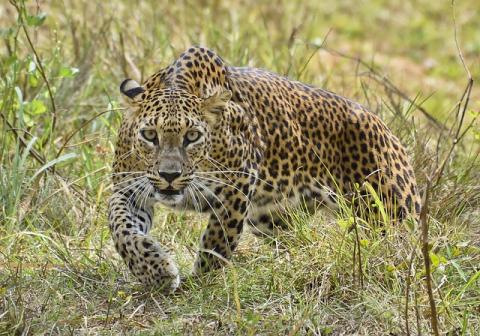 Exploring Sri Lanka’s National Parks