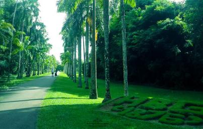 Henarathgoda Botanical Garden: A Hidden Horticultural Gem