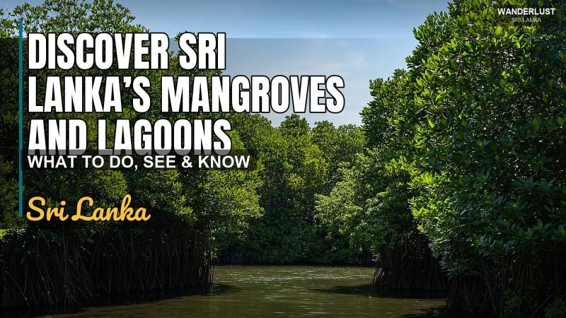 Discover Sri Lanka’s Mangroves and Lagoons
