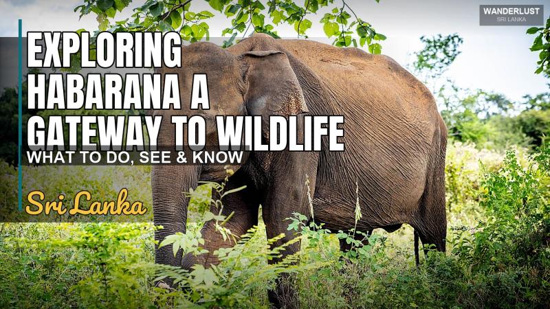 Exploring Habarana A Gateway to Wildlife
