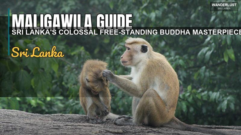 Guide de Maligawila : Le Chef-d'œuvre Colossal de Bouddha en Pied Libre du Sri Lanka