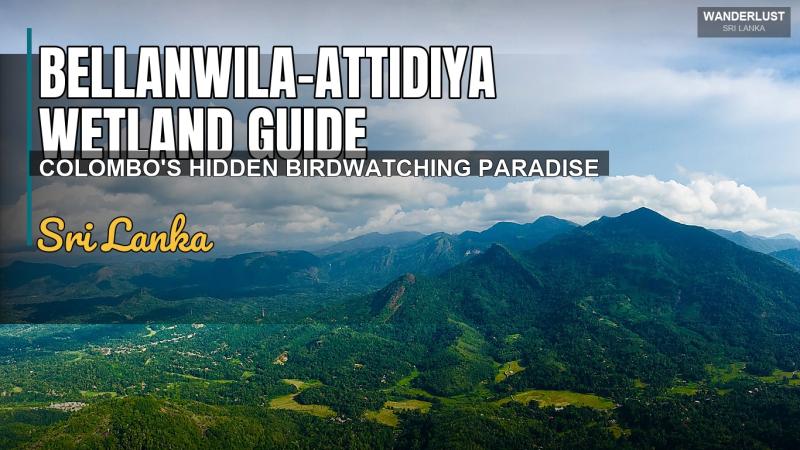 Guide des zones humides de Bellanwila-Attidiya : Le paradis caché de l'observation des oiseaux de Colombo