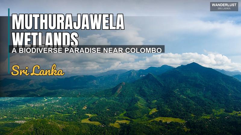 Zone umide di Muthurajawela: un paradiso della biodiversità vicino a Colombo