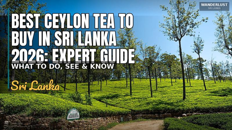 Best Ceylon Tea to Buy in Sri Lanka 2026: Expert Guide