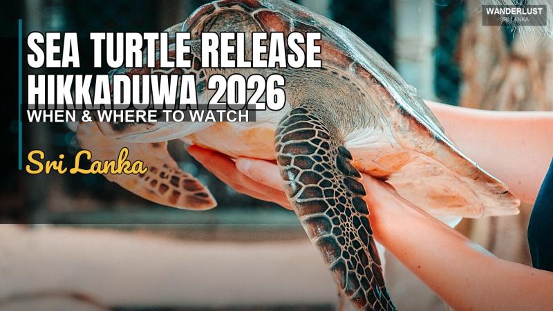 Sea Turtle Release Hikkaduwa 2026: When & Where to Watch